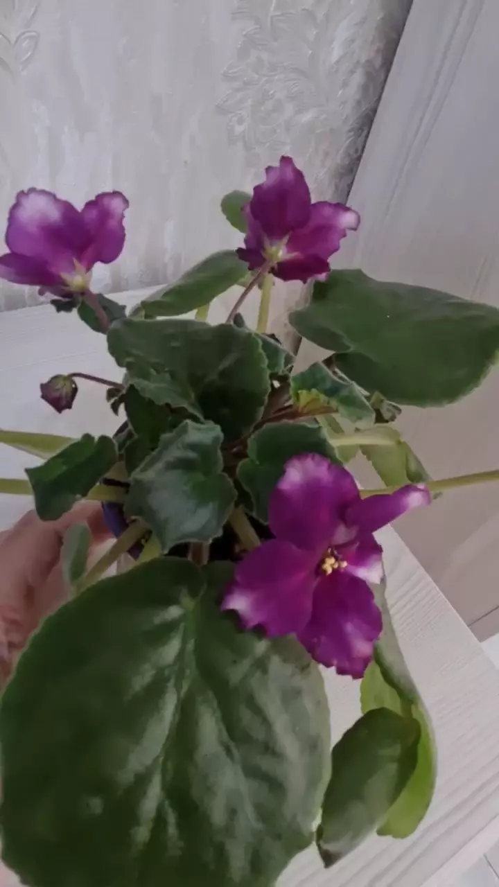 Продам фиалку РС - ЧУДО