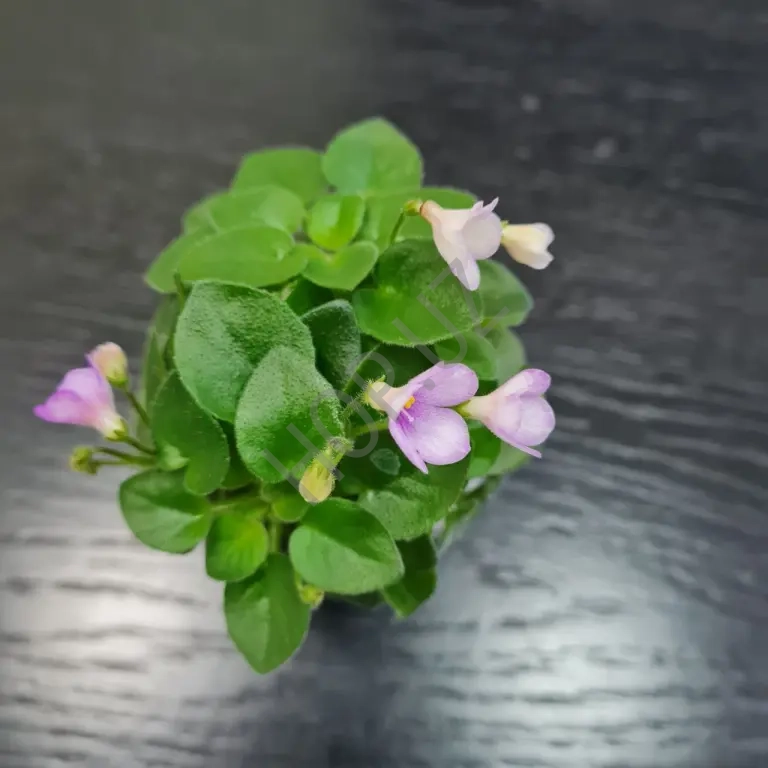 Фиалочка ЛЕ-КОТЕНОК-МЯУ