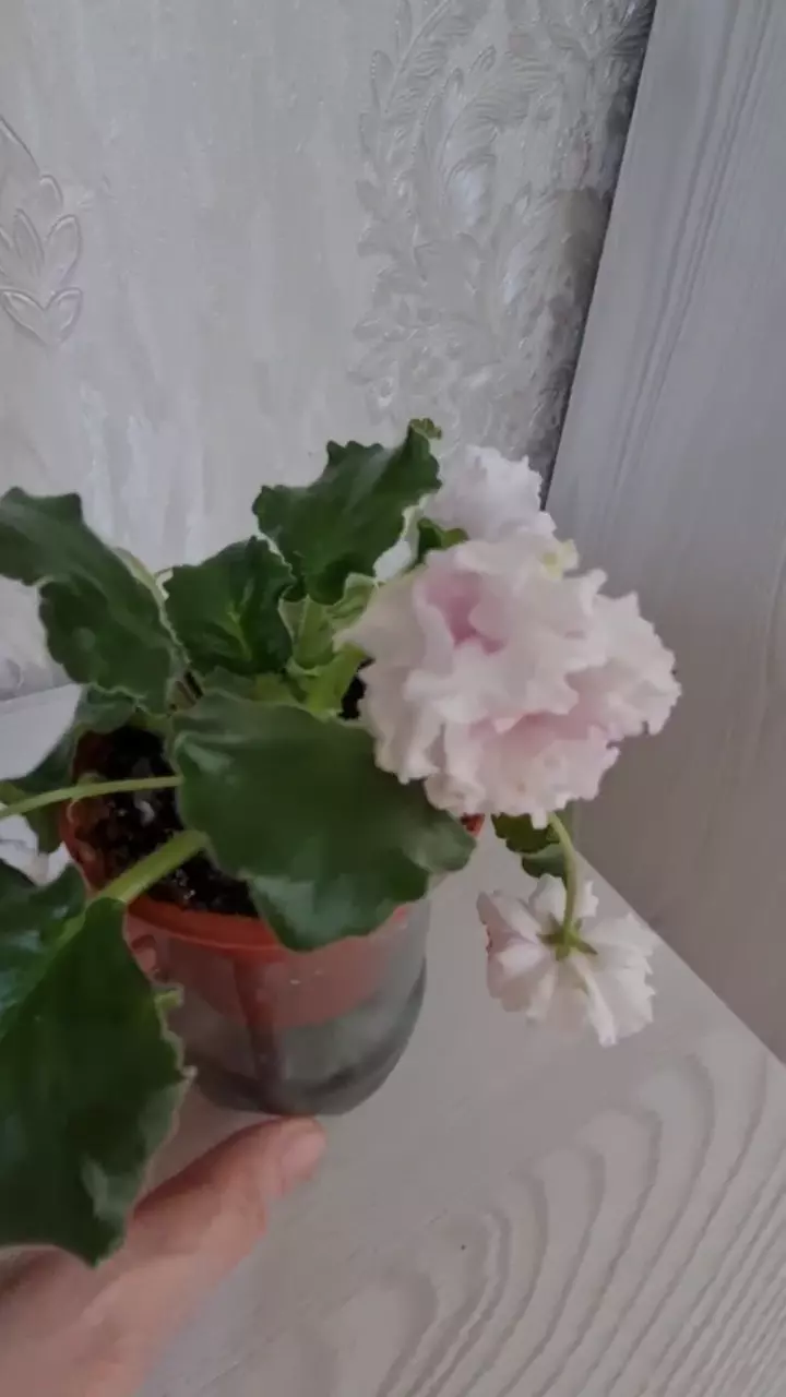 Фиалочка ПТ АНГЕЛОЧЕК