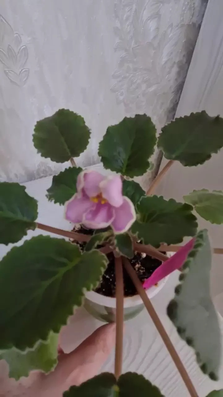 Фиалка АВ ОСЕННЕЕ НАСТРОЕНИЕ