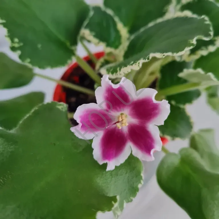 Фиалка - ЛЕ-МАРГАРИТА