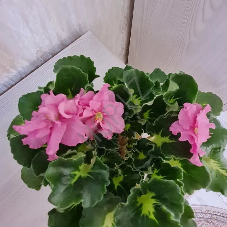 Фиалка НК-УКРАИНОЧКА