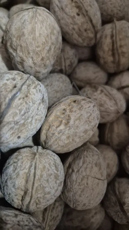 Грецие орехи новый урожай