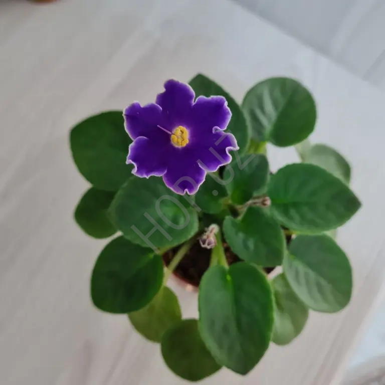 Фиалка СИЯЮЩИЙ КОЛОКОЛЬЧИК