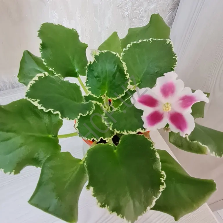 ЛЕ МАРГАРИТА фиалка