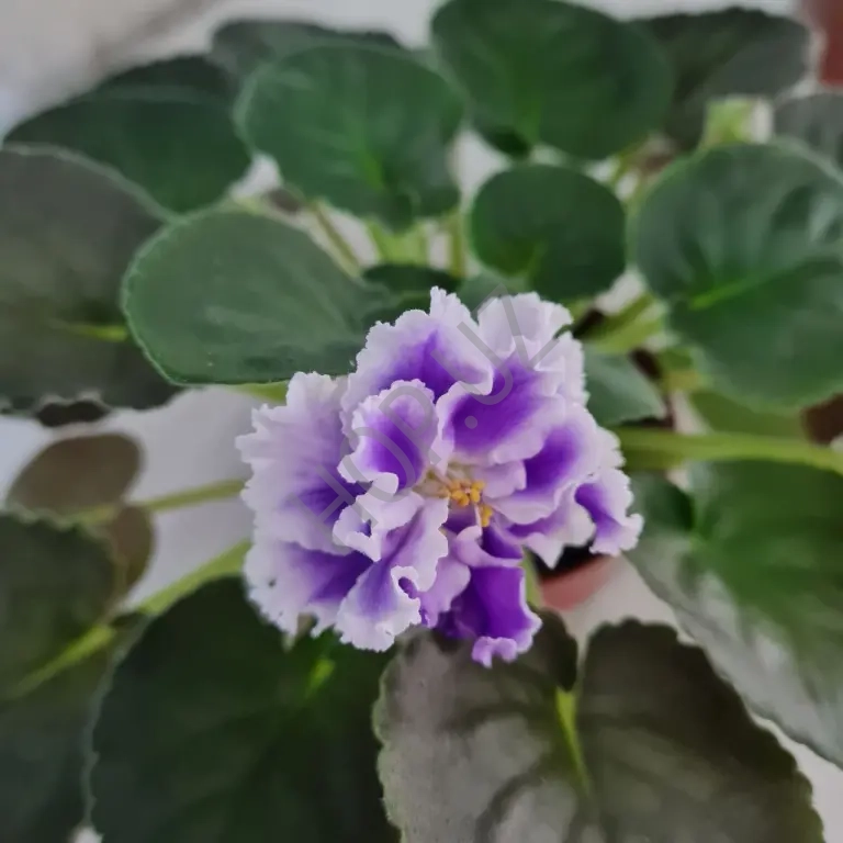 Продам цветущие фиалки недорого