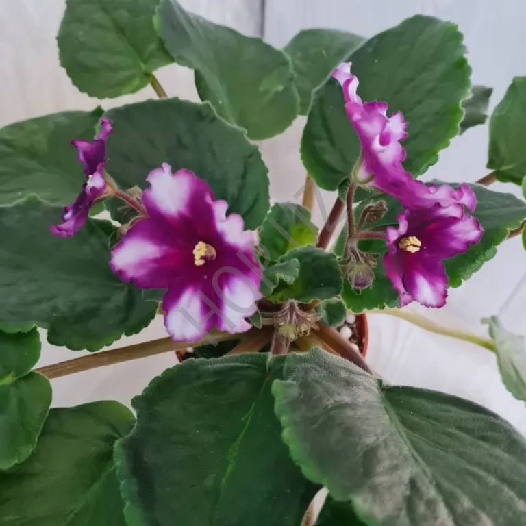 Продам цветущие фиалки недорого