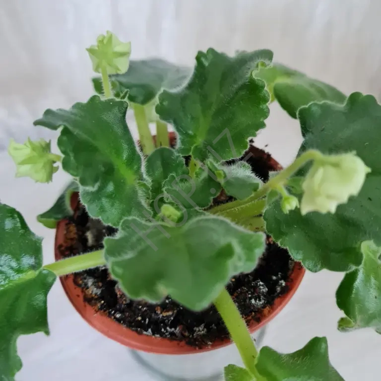 Домашние фиалки разные сорта Продажа недорого