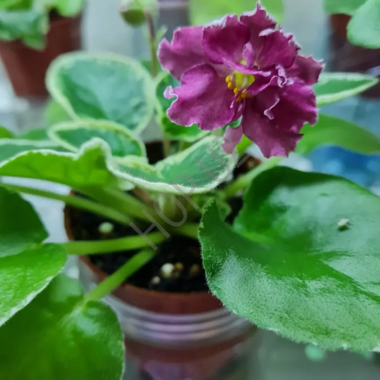 Фиалка НК СЕРДЦЕ КАМЕЛОТА