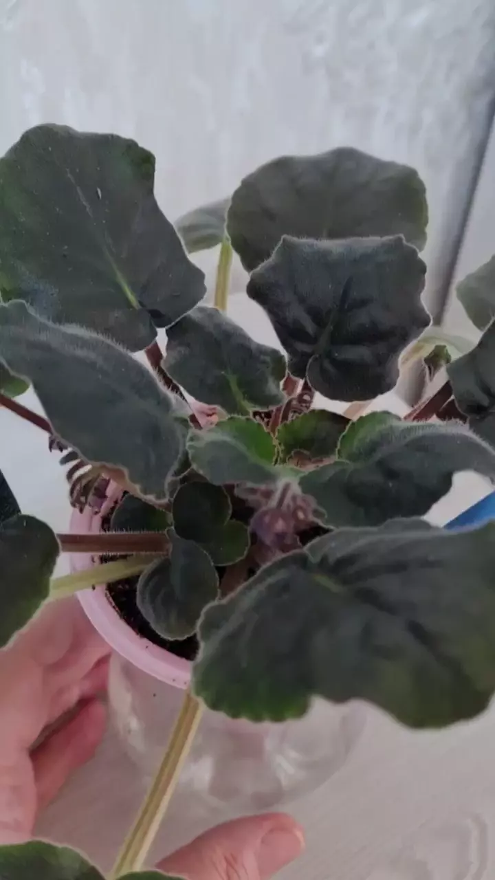 Продам фиалку ПТ ЦАРСКАЯ ОСОБА