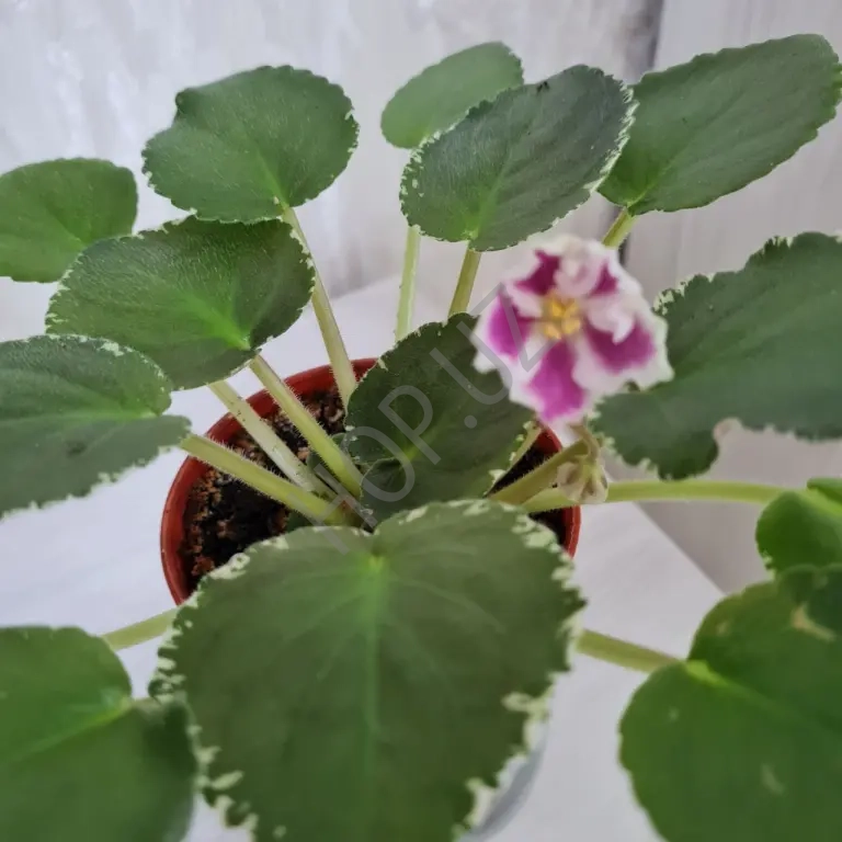 Домашние фиалки разные сорта Продажа недорого