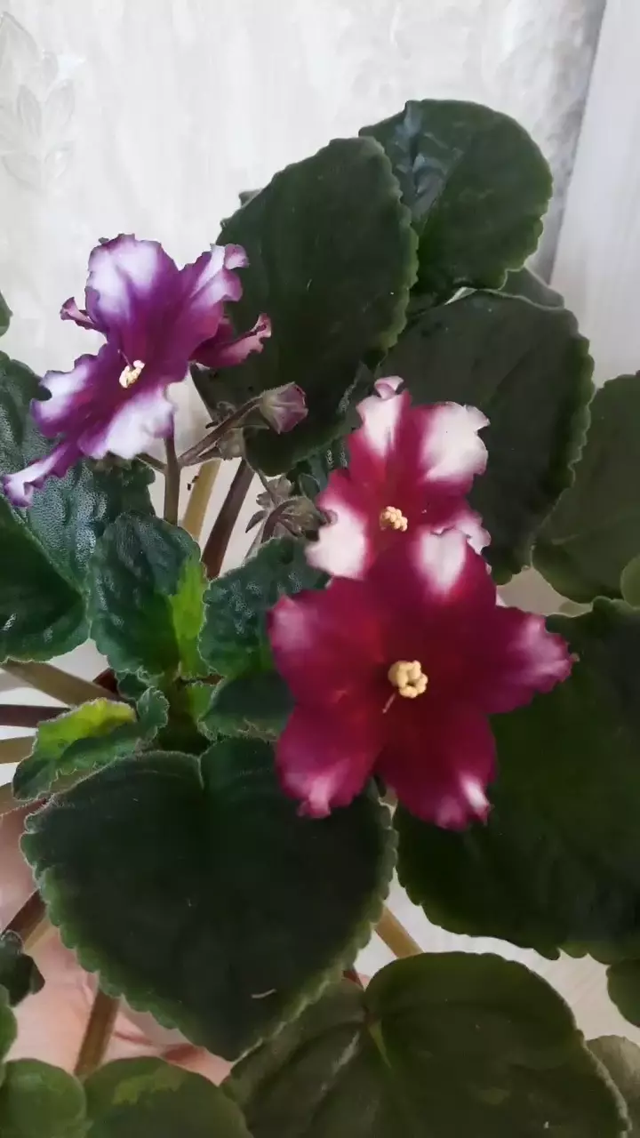 Шикарное цветение сортовой фиалки