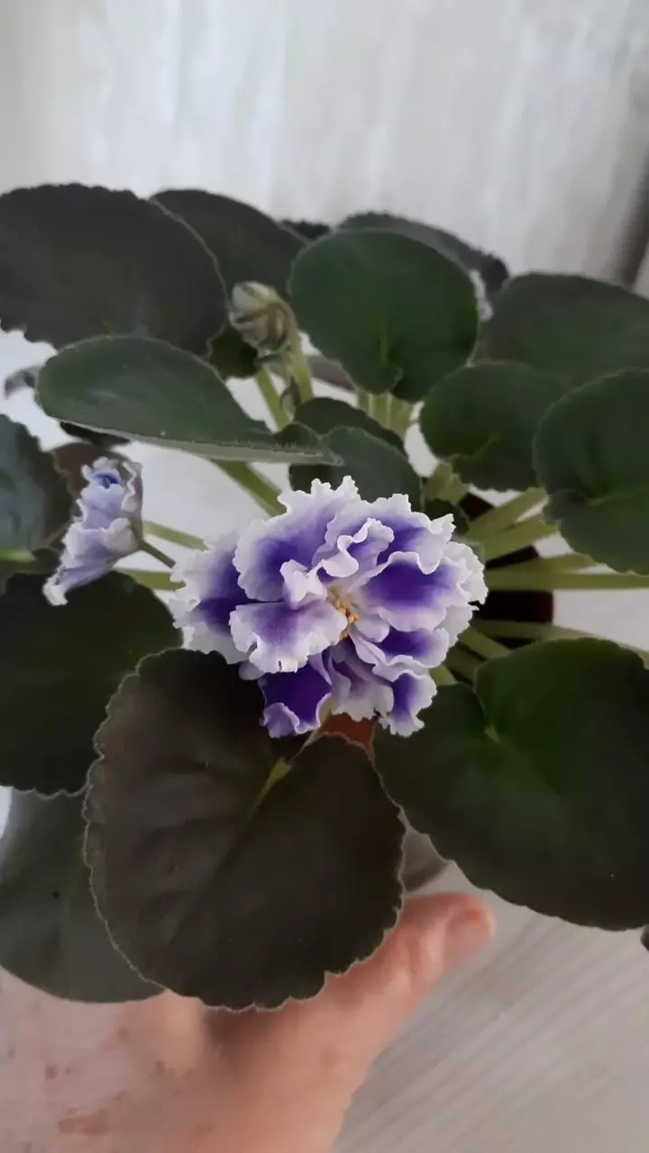 Шикарное цветение сортовой фиалки