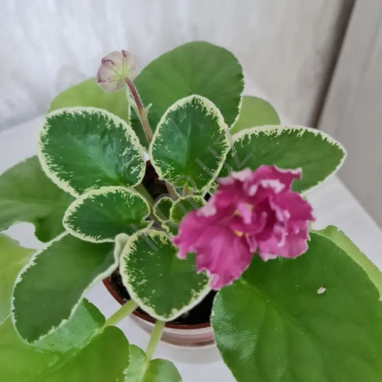 Домашние фиалки разные сорта Продажа недорого