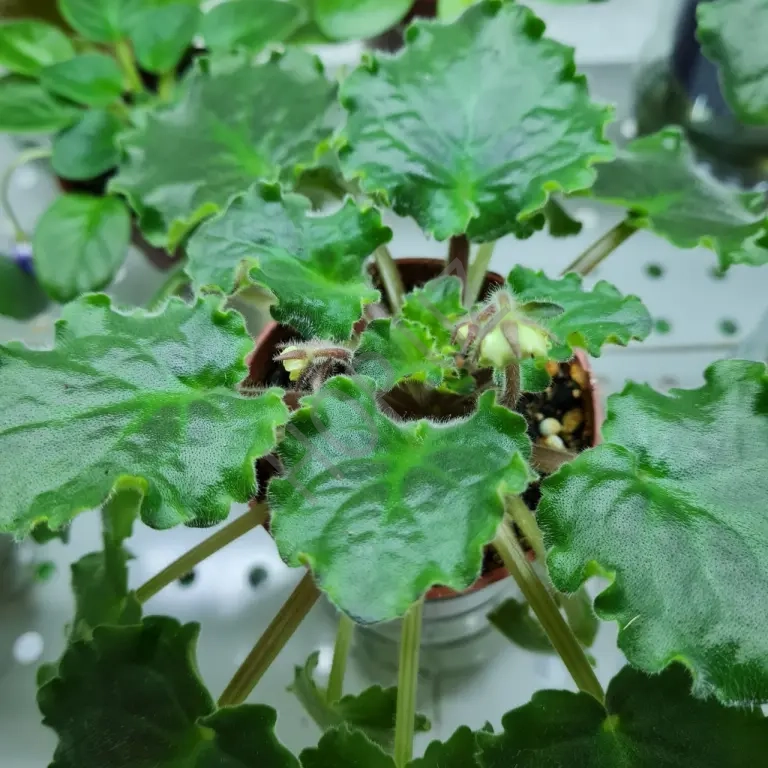 Домашние фиалки разные сорта Продажа недорого