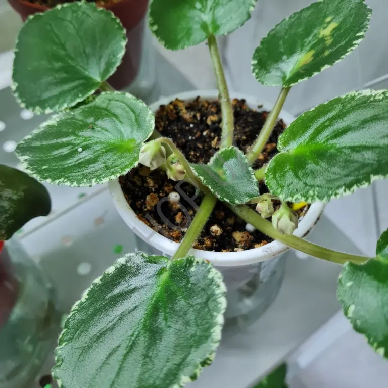 Домашние фиалки разные сорта Продажа недорого