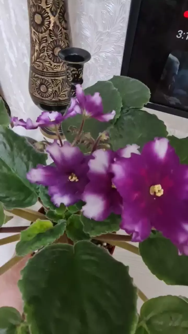 Фиалочка - РС ЧУДО