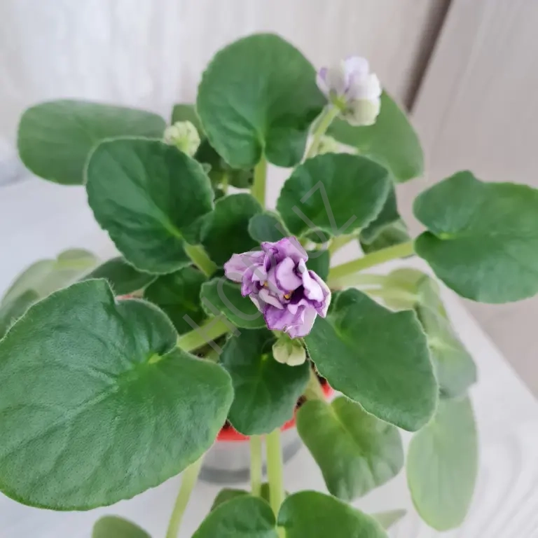 Фиалка ЕК СЕДОЙ ОКЕАН