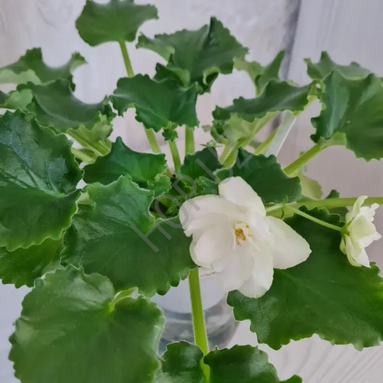 Продам фиалку Green Harison