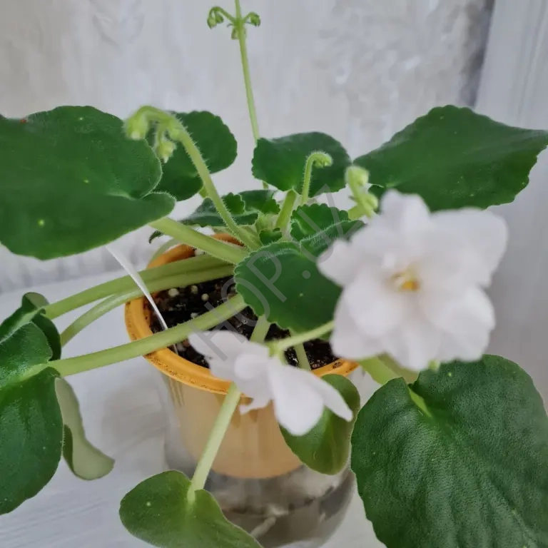 Продается фиалка ШН -КОСМИЧЕСКАЯ ФЕЯ