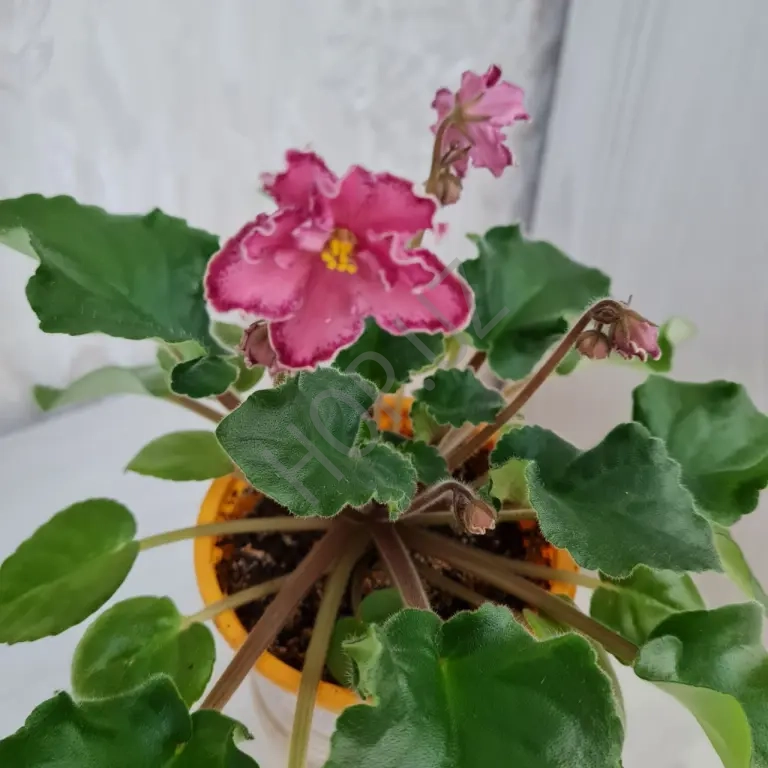 Продам фиалку МЕКСИКАНСКИЙ ТУШКАН