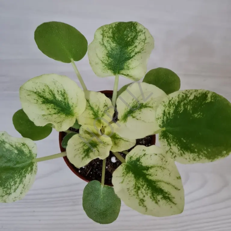 Фиалка СВ -ГОРОД ФЕОДОССИЯ