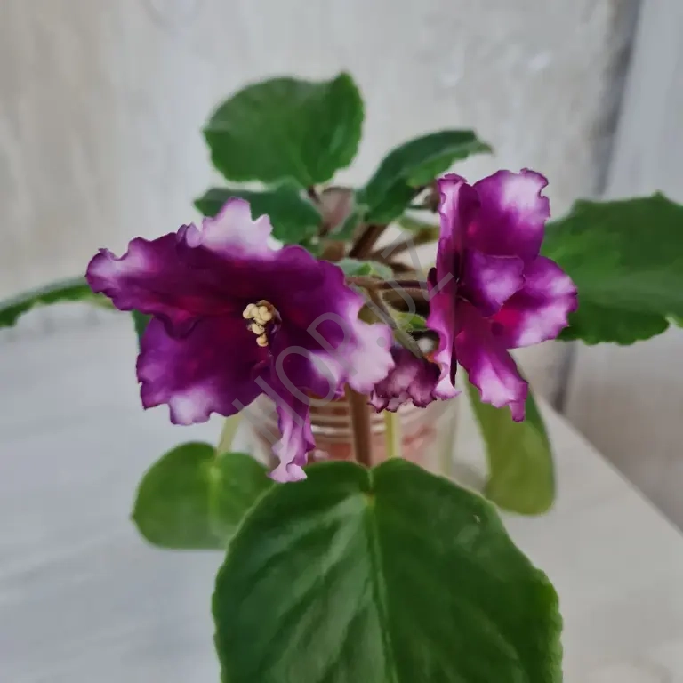 Продам цветущую фиалку РС - ЧУДО