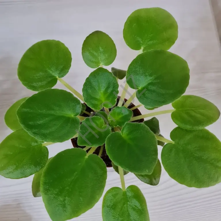 Фиалка ПЕРЕСИКОВОЕ СИЯНИЕ