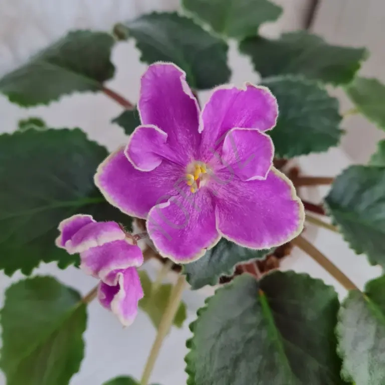 Фиалка АВ ОСЕННЕЕ НАСТРОЕНИЕ