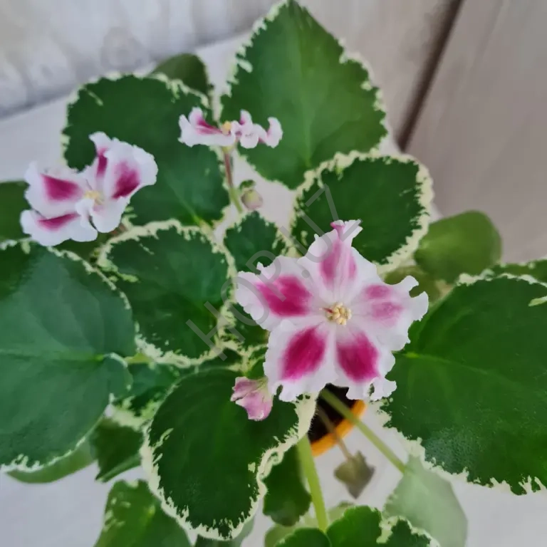 Фиалка ЛЕ МАРГАРИТА