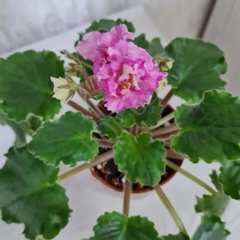 Фиалка - SUNKISSED ROSE