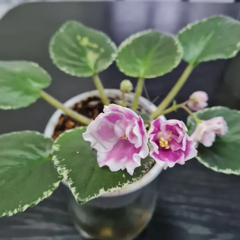 Фиалка КОЛОКОЛЬНЫЙ ЗВОН