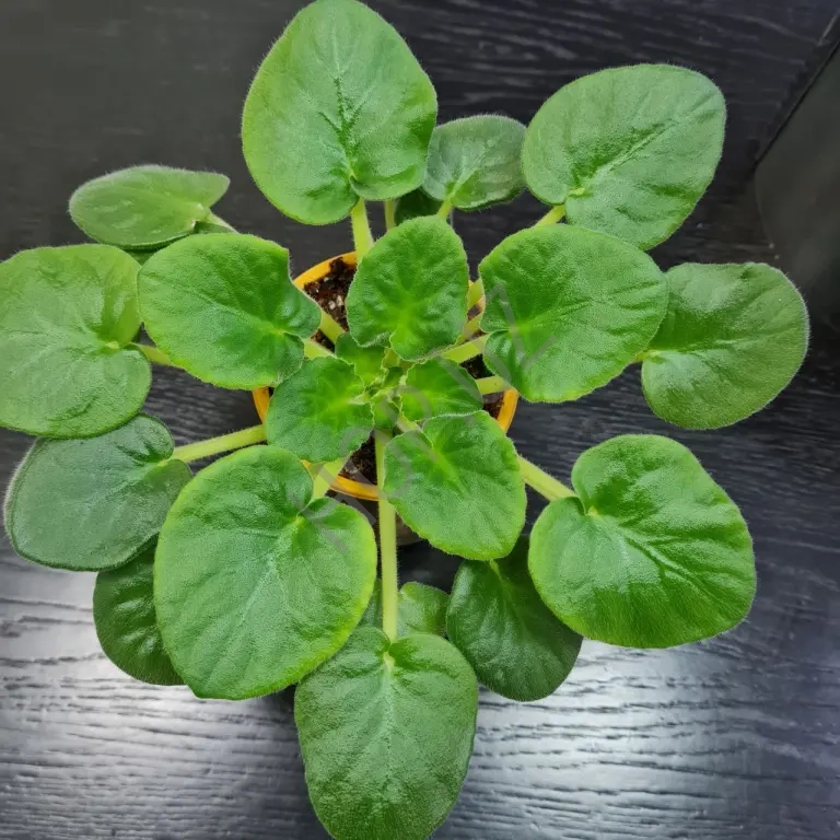 Фиалка ЕК СЕДОЙ ОКЕАН