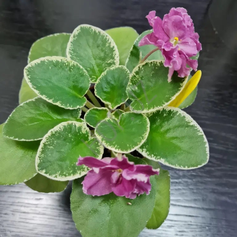 Продается взрослая розетка сортовой фиалки