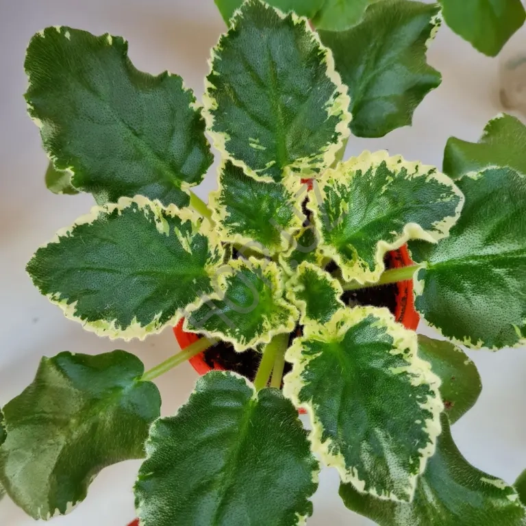 Фиалка ЛЕ Радужные блики