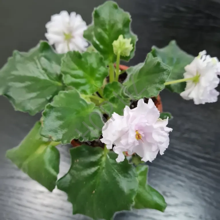 Фиалка ПТ АНГЕЛОЧЕК