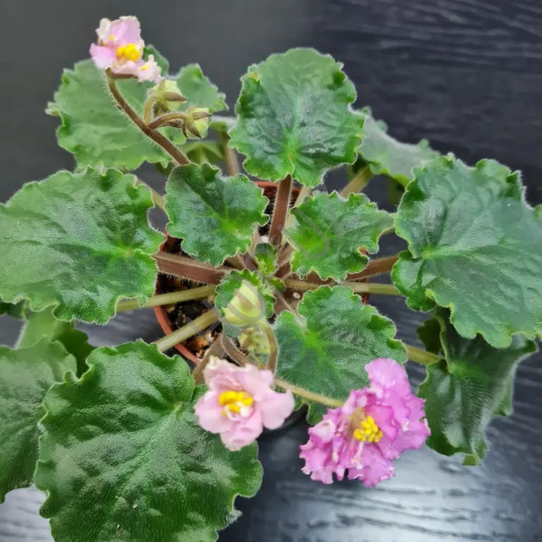 Фиалка SUNKISSED ROSE