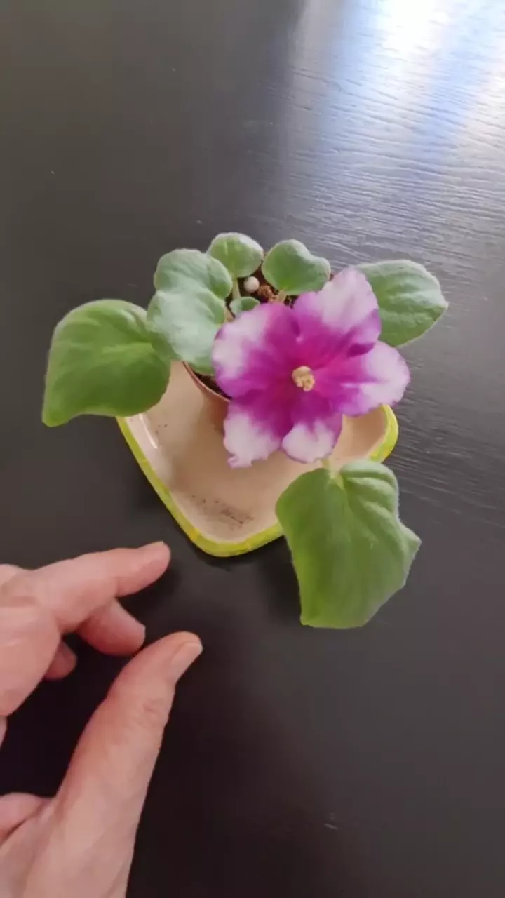 Красивая фиалка РС ЧУДО