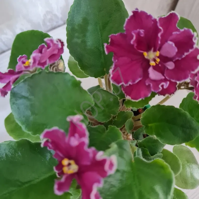 Продаю сортовую фиалку АВ-СЕРДЦЕ МАТЕРИ