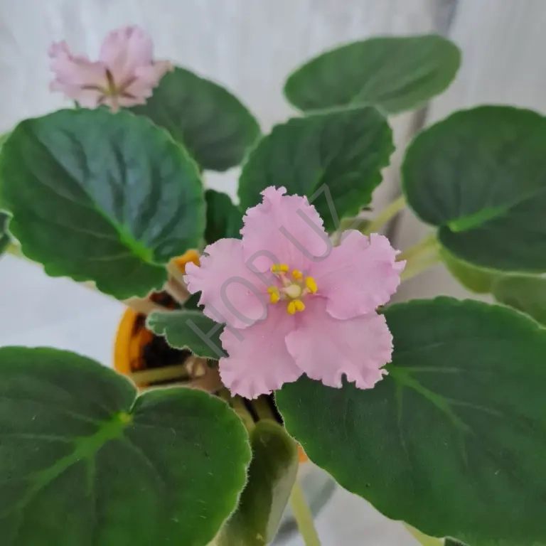 Продам фиалку ЛЕ - ПЕРСИКОВОЕ СИЯНИЕ