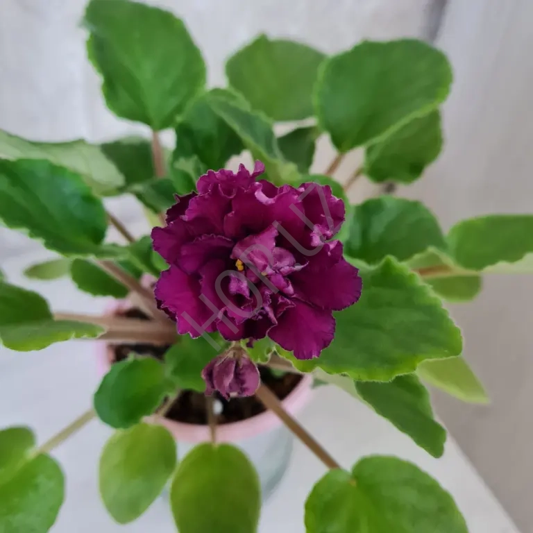 Продам фиалку ЛЕ КАБЕРНЕ