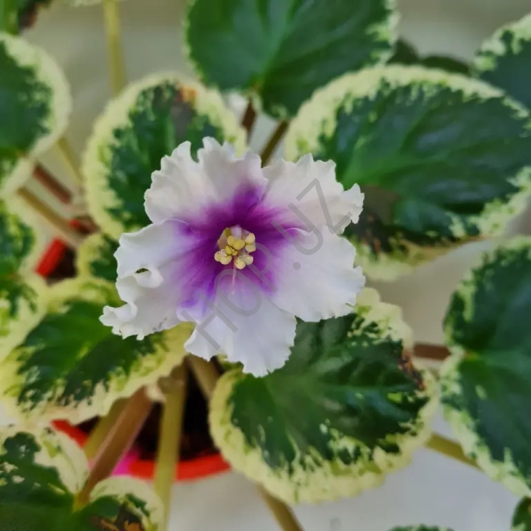 Фиалка ЛЕ - ЖАННА