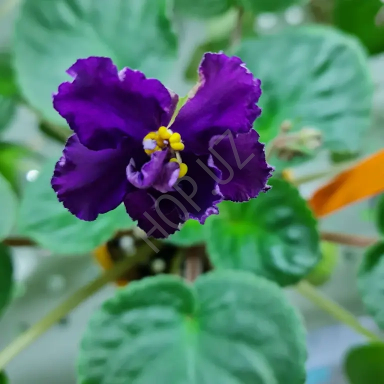 Фиалка Дикая Орхидея