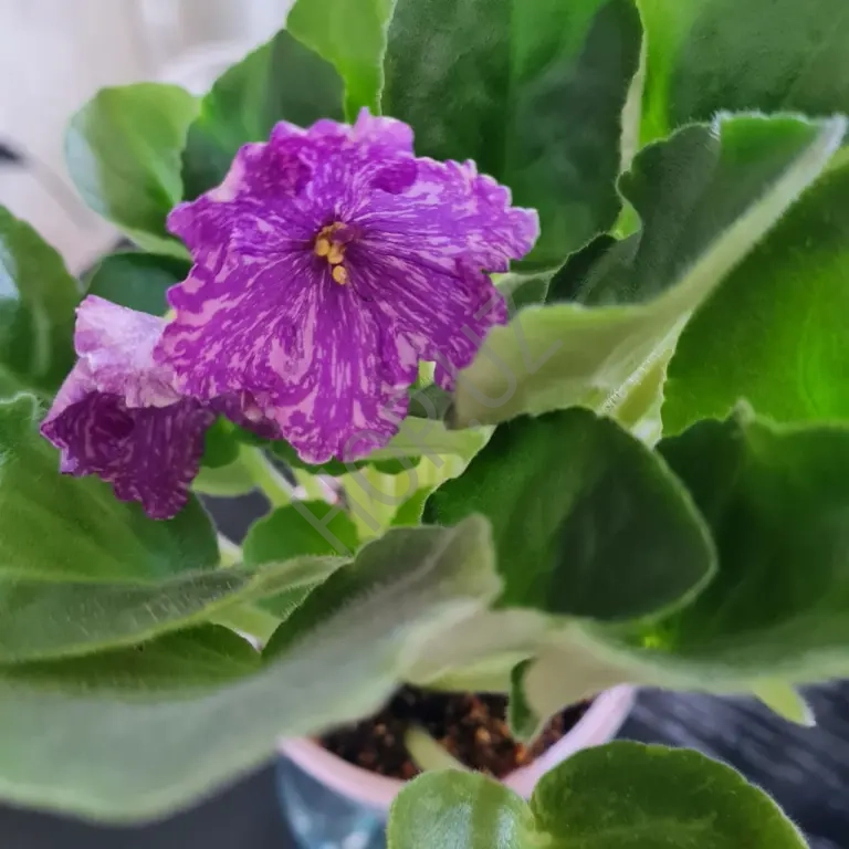 Продам Фиалку Фуксия