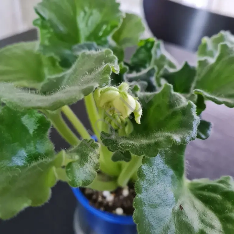 Фиалка Расплетало лето косы