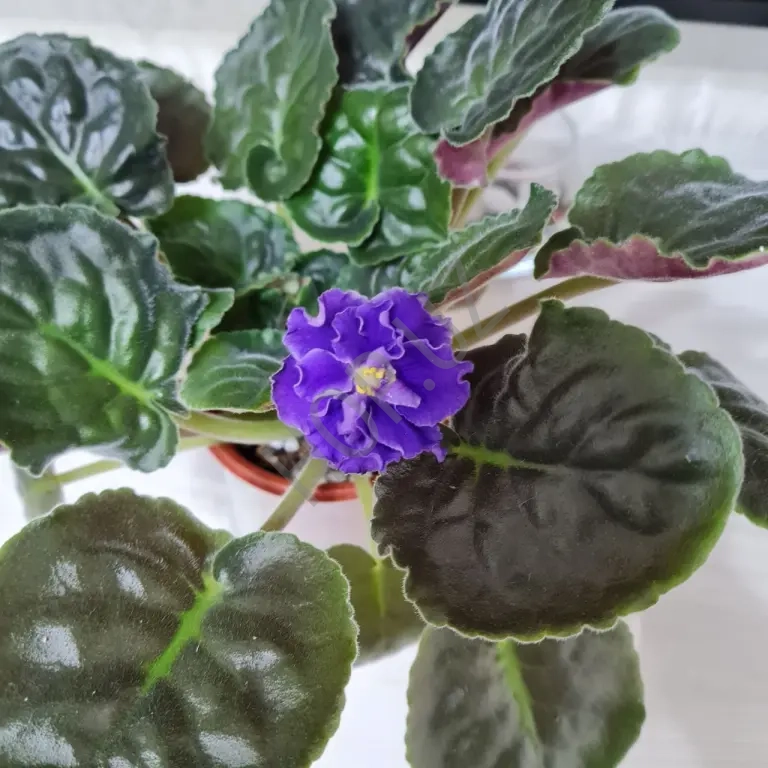 Продам фиалку СУЛАМИФЬ