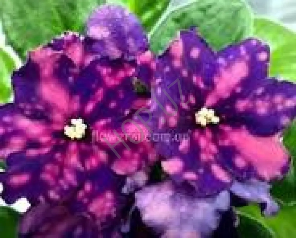 Сортовые фиалки