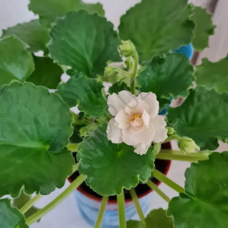 Сортовые фиалки