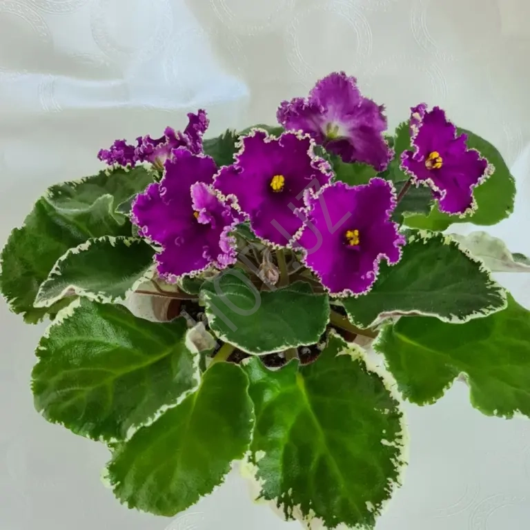 Сортовые фиалки