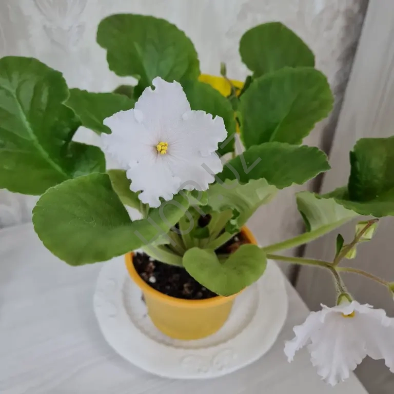 Сортовые фиалки